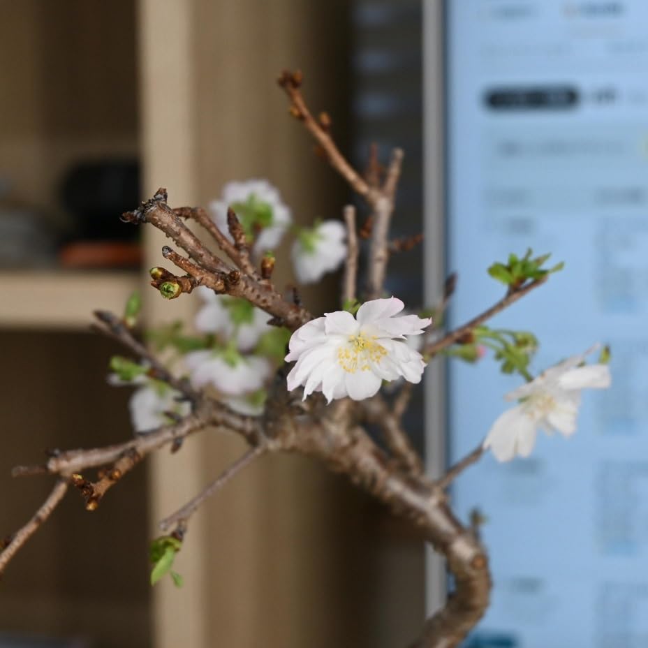 Amazon.co.jp: 二期咲桜十月桜盆栽 さくら盆栽じょうがつ桜 信楽鉢入り